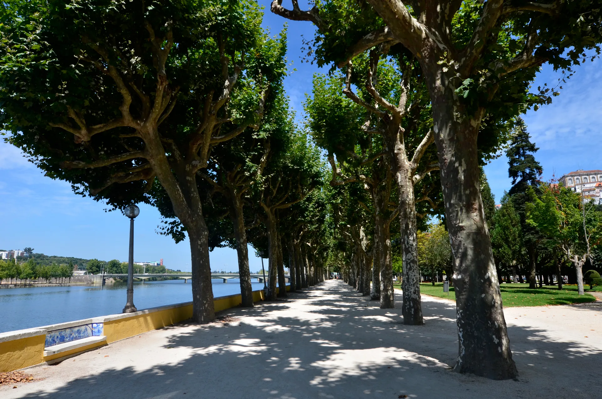 Alameda de plátanos à beira do rio Mondego, com sombras no chão claro, no Parque da Cidade, em Coimbra