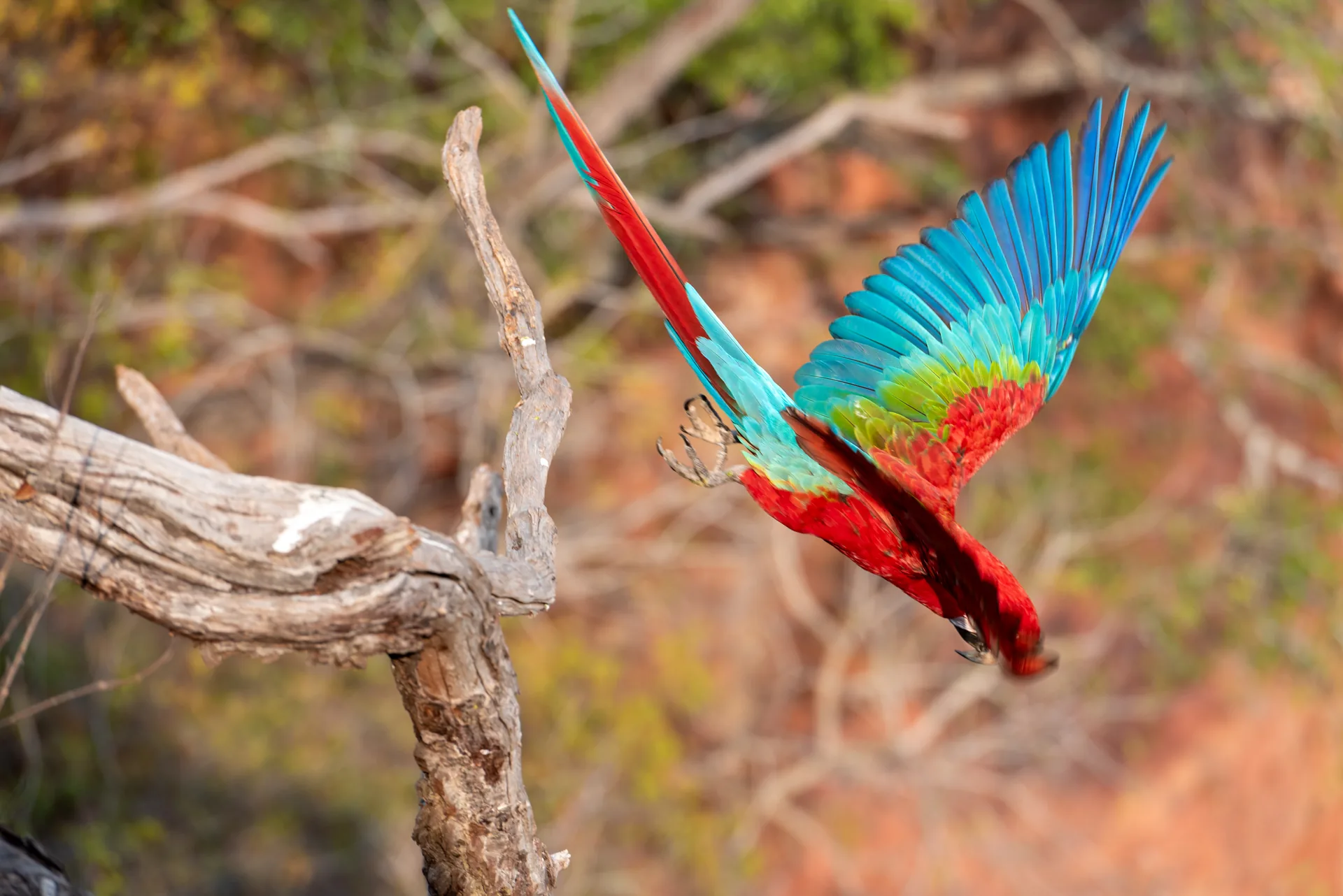Arara-vermelha de asas abertas em azul, verde e vermelho, deixando um galho seco diante da encosta avermelhada