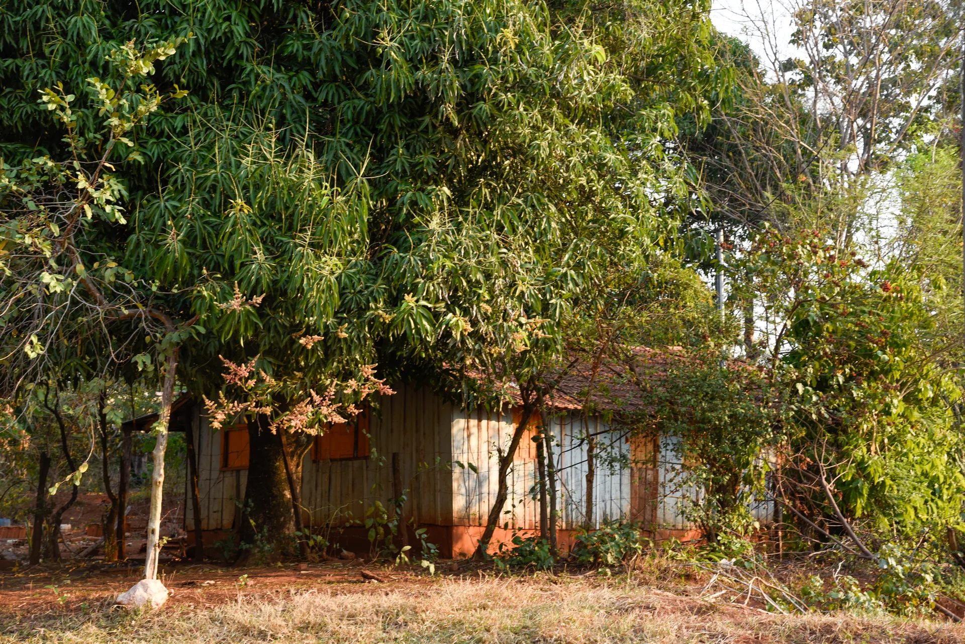 Casa de madeira rústica à sombra de árvores grandes, com chão de terra vermelha, em Morraria do Sul