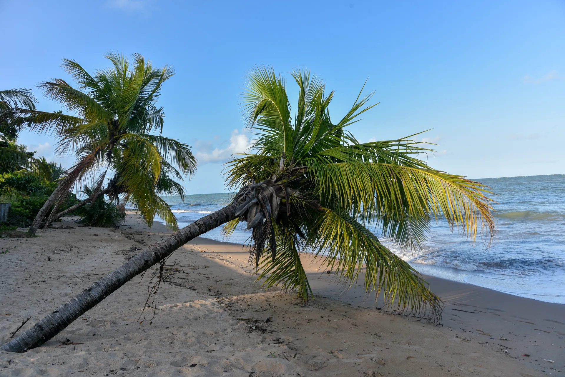 Coqueiro tombado sobre a areia da praia, com ondas e céu azul, em Japaratinga, Alagoas