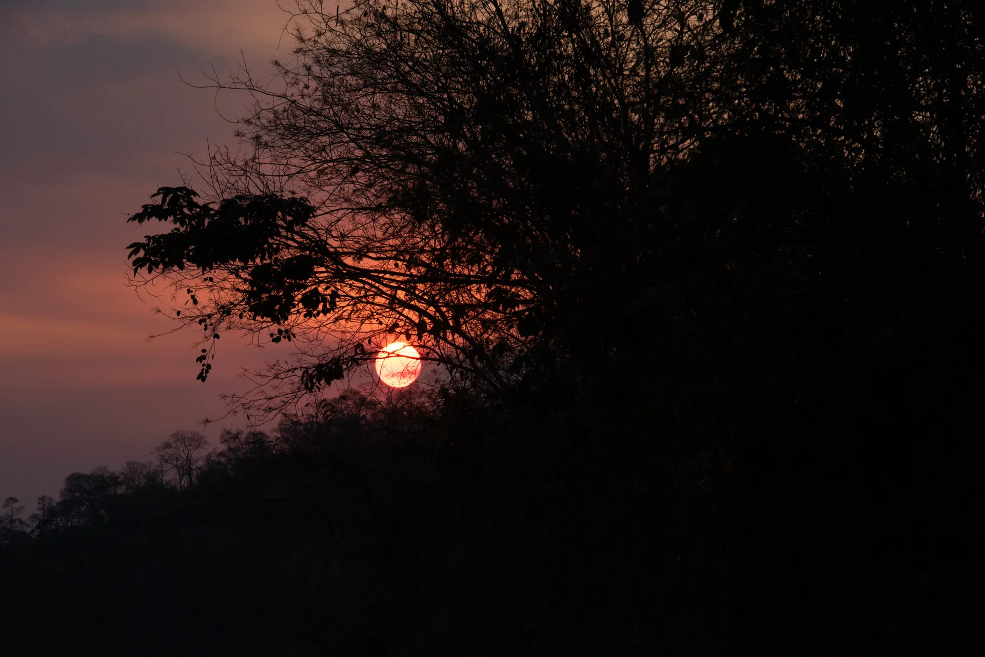 Sol vermelho se pondo atrás da silhueta de árvores do cerrado, sob céu rosado, em Bodoquena