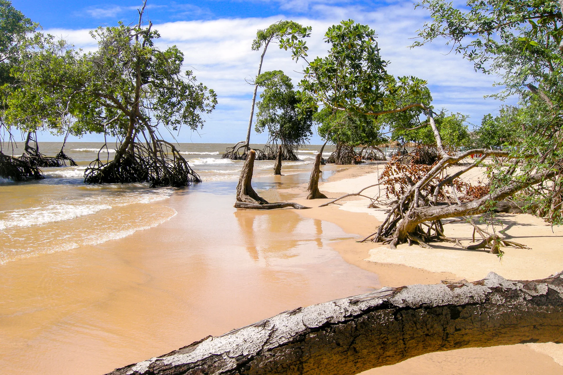 Árvores de mangue com raízes expostas na areia molhada da praia e um tronco caído em primeiro plano, em Soure