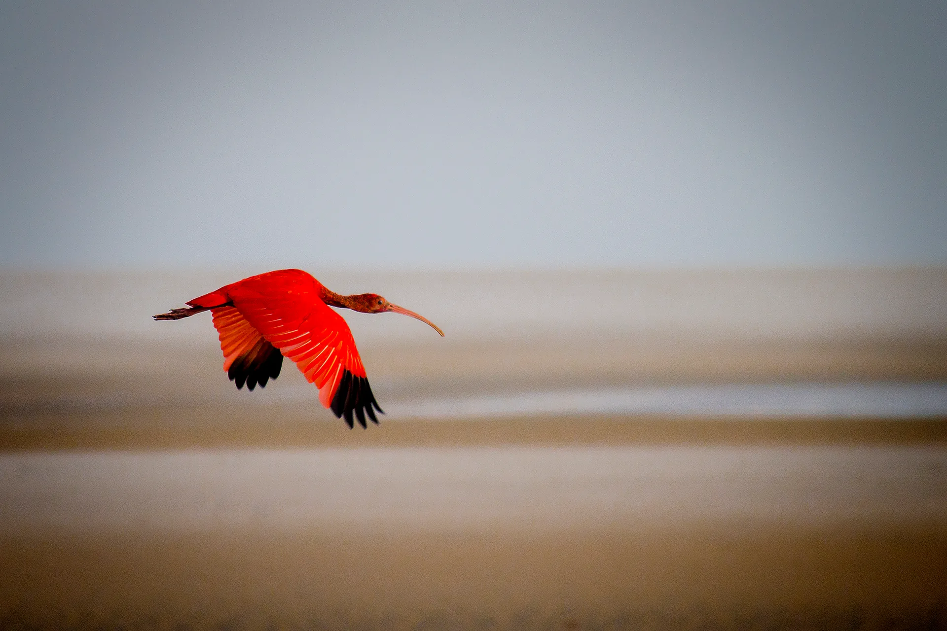 Guará vermelho de asas abertas voando baixo sobre a praia, com o fundo desfocado em tons de areia